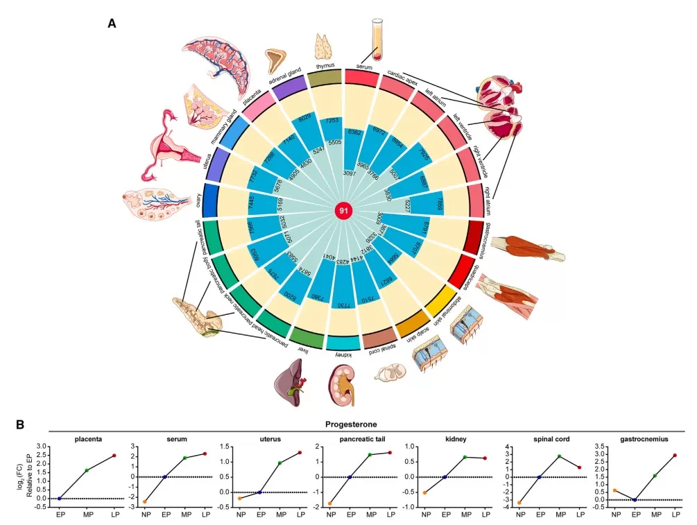 Adaptive metabolites shared by multiple maternal tissues during pregnancy